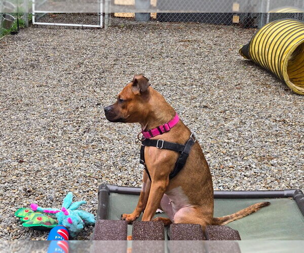 Medium Photo #2 Boxer-Unknown Mix Puppy For Sale in Sayreville, NJ, NJ, USA