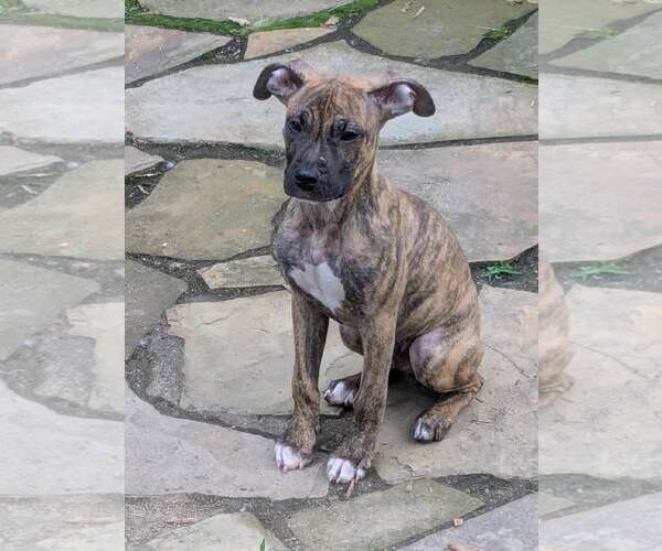 Medium Photo #6 Boxer-Unknown Mix Puppy For Sale in Belleuve, NE, USA