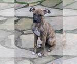 Small #5 Boxer Mix