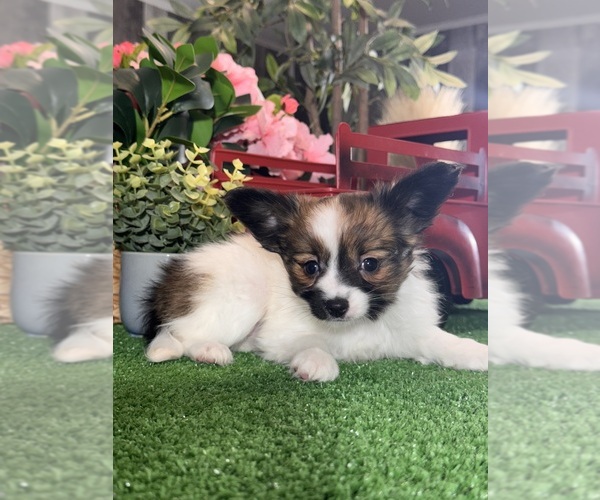 Medium Photo #2 Papillon Puppy For Sale in CANOGA, NY, USA