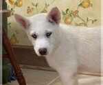 Small Photo #6 Siberian Husky Puppy For Sale in BURLINGTON, WI, USA