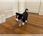 Small #4 Border Collie