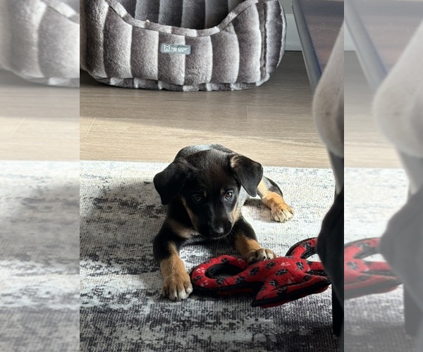 Medium Photo #1 Shepradors Puppy For Sale in BROOKFIELD, WI, USA