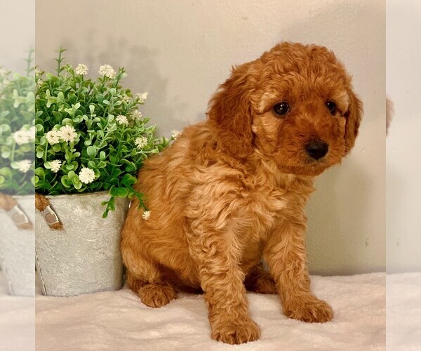 Medium Photo #4 Goldendoodle-Poodle (Miniature) Mix Puppy For Sale in NEWPORT, PA, USA