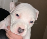Puppy Lola American Bully