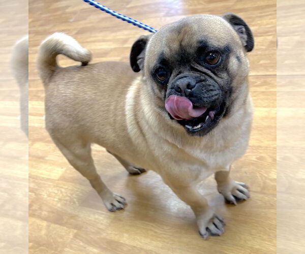 Medium Photo #4 Pug Puppy For Sale in Mount Airy, NC, USA