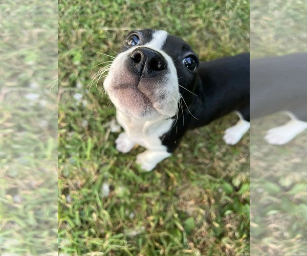 Medium Photo #4 Mutt Puppy For Sale in Germantown, OH, USA