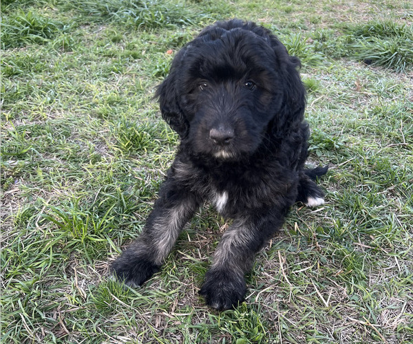 Medium Photo #1 Aussiedoodle Puppy For Sale in JACKSONVILLE, NC, USA