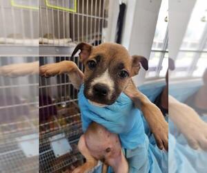 American Staffordshire Terrier-Unknown Mix Dogs for adoption in San Antonio, TX, USA