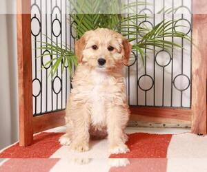 Goldendoodle (Miniature) Puppy for sale in NAPLES, FL, USA