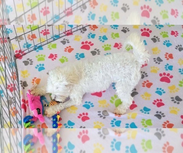 Medium Photo #10 Maltese Puppy For Sale in ORO VALLEY, AZ, USA