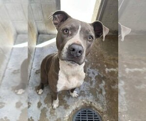 American Pit Bull Terrier-Unknown Mix Dogs for adoption in Melrose, FL, USA
