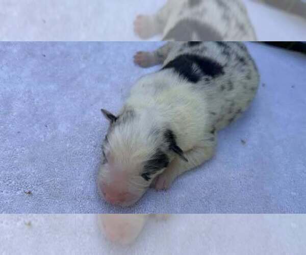 Medium Photo #3 Border Collie Puppy For Sale in MOSIER, OR, USA
