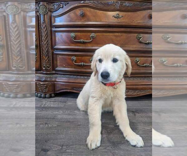 Medium Photo #6 Golden Retriever Puppy For Sale in CITRUS HEIGHTS, CA, USA