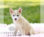 Small #5 Pomsky
