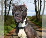 Small #6 Mastiff