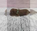 Small #24 Cavapoo