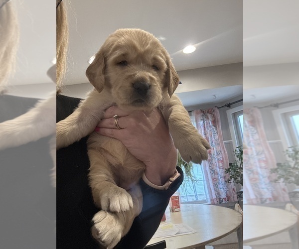 Medium Photo #4 Golden Retriever Puppy For Sale in GRAND RAPIDS, MI, USA