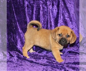 Puggle Puppy for sale in BLOOMINGTON, IN, USA