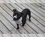 Small #5 American Pit Bull Terrier