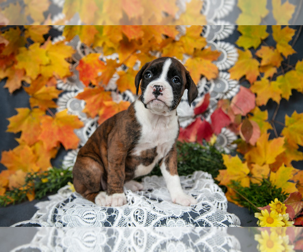 Medium Photo #21 Boxer Puppy For Sale in SHILOH, OH, USA