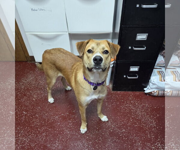 Medium Photo #10 Mutt Puppy For Sale in Fargo, ND, USA