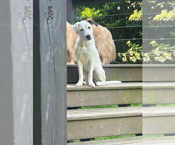 Medium Photo #3 Mutt Puppy For Sale in Raleigh, NC, USA