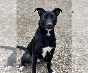 Labrador Retriever-Unknown Mix Dogs for adoption in Manchester, MO, USA