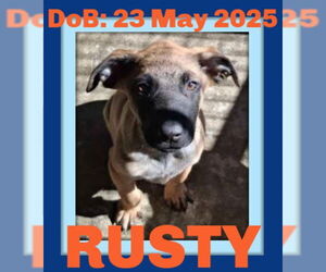 Mutt Dogs for adoption in Sebec, ME, USA