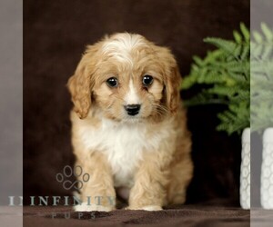 Cavapoo Puppy for sale in BIRD IN HAND, PA, USA