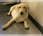 Small Labrador Retriever Mix