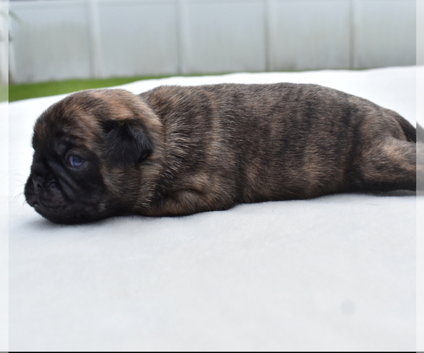Medium Photo #6 Pug Puppy For Sale in PALM COAST, FL, USA