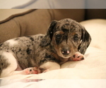 Puppy Patty Dachshund