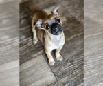 Small #1 Pug Mix