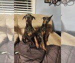 Small Photo #9 Doberman Pinscher Puppy For Sale in DAMASCUS, OR, USA