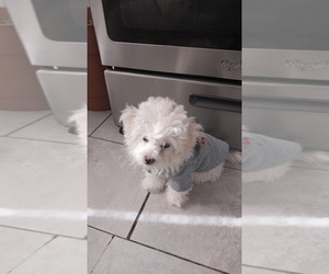Maltese Puppy for sale in RAHWAY, NJ, USA