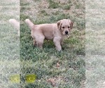Puppy Raj Yellow Golden Retriever