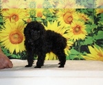 Pedro - Male Poodle (Toy) Puppy for Sale - Photo #14