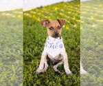 Small Photo #9 Mutt Puppy For Sale in Princeton, MN, USA