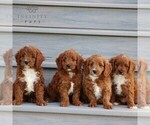 Small #1 Cavapoo