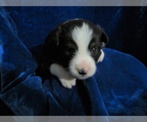 Miniature Australian Shepherd Puppy for sale in HARTVILLE, MO, USA