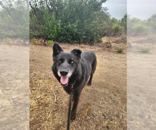 Medium Photo #5 German Shepherd Dog-Unknown Mix Puppy For Sale in Chula Vista, CA, USA