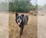 Small #4 German Shepherd Dog Mix