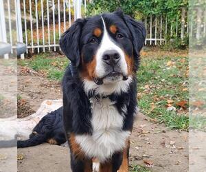 Father of the Bernese Mountain Dog puppies born on 08/28/2025
