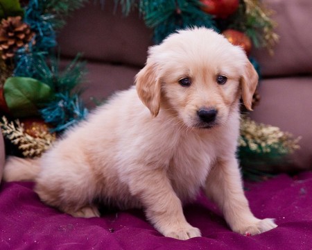 Medium Photo #4 Golden Retriever Puppy For Sale in NEW PITTSBURGH, OH, USA