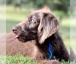 Small Photo #3 Labradoodle Puppy For Sale in BURNS, TN, USA