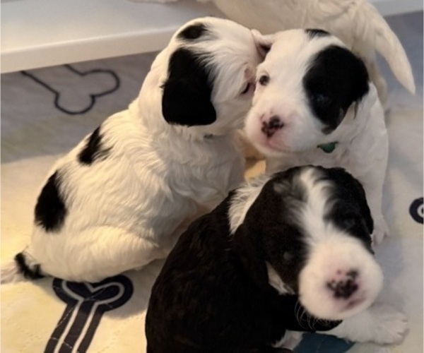 Medium Photo #7 Bernedoodle (Miniature) (+ Poodle Miniature) Puppy For Sale in BREA, CA, USA
