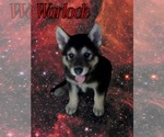 Small #4 Wolf Hybrid