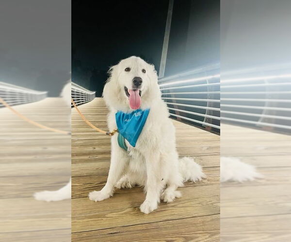 Medium Photo #30 Great Pyrenees Puppy For Sale in Spring, TX, USA