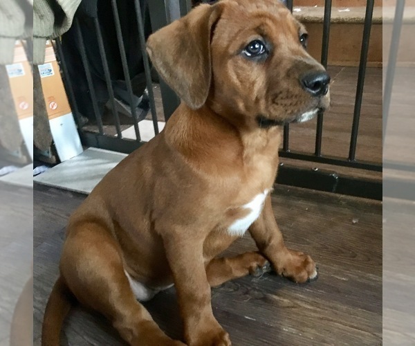 Medium Photo #3 America Bandogge Mastiff-Mastiff Mix Puppy For Sale in FORT GARLAND, CO, USA